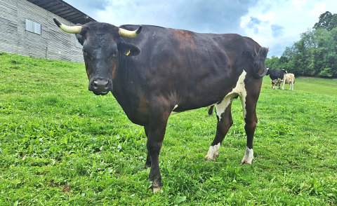 Holstein / Limousin