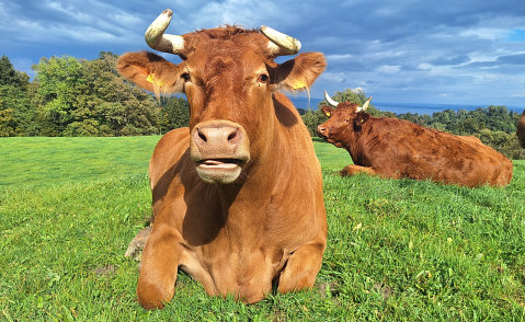 Red Holstein / Limousin