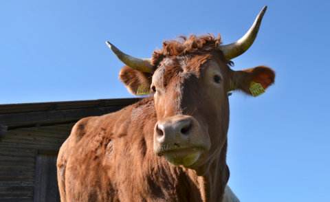 Red Holstein / Limousin