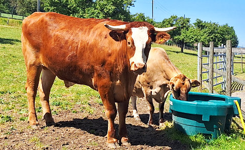 Kalb von Ameise - Red Holstein / Limousin