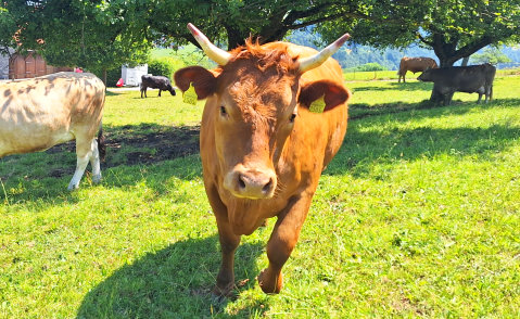 Kalb von Cerisette - Red Holstein / Limousin